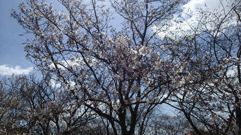 早いのは見頃です。