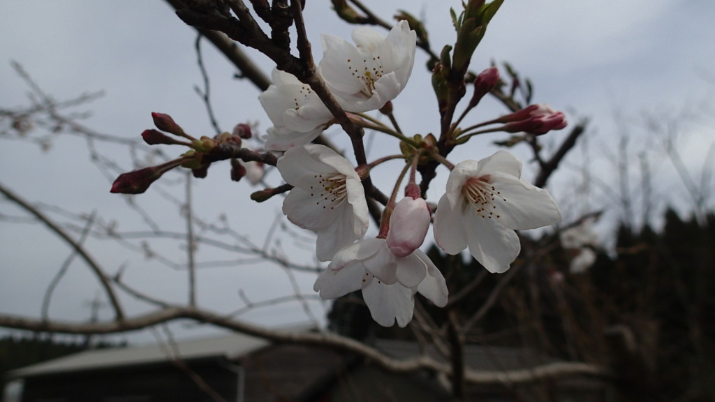 我が家の桜です。
