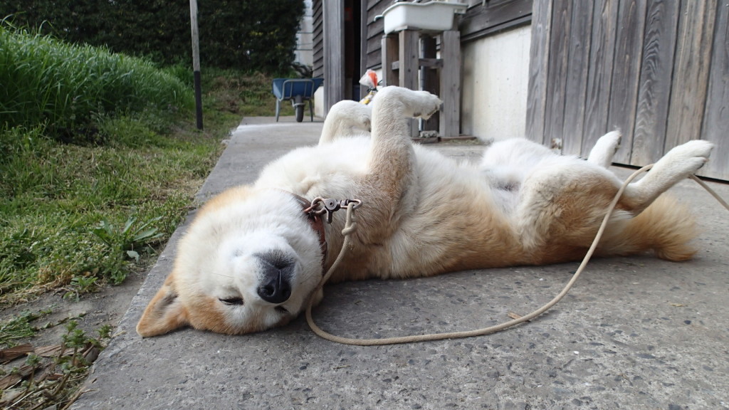 お腹も時には日光に当てなきゃね！