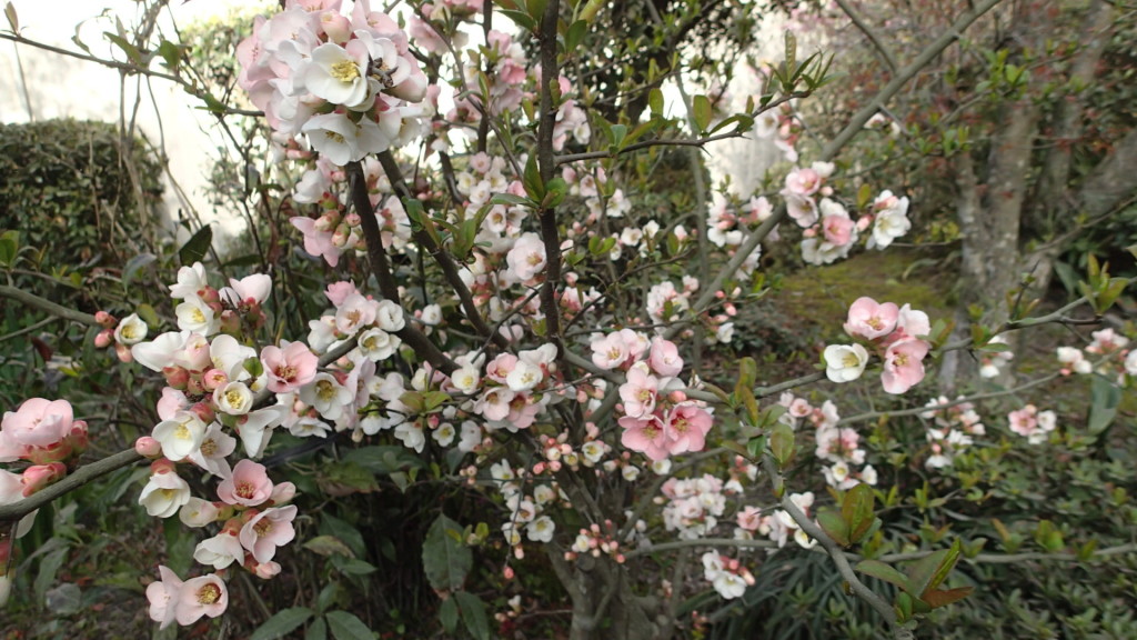 みつばちもきています。