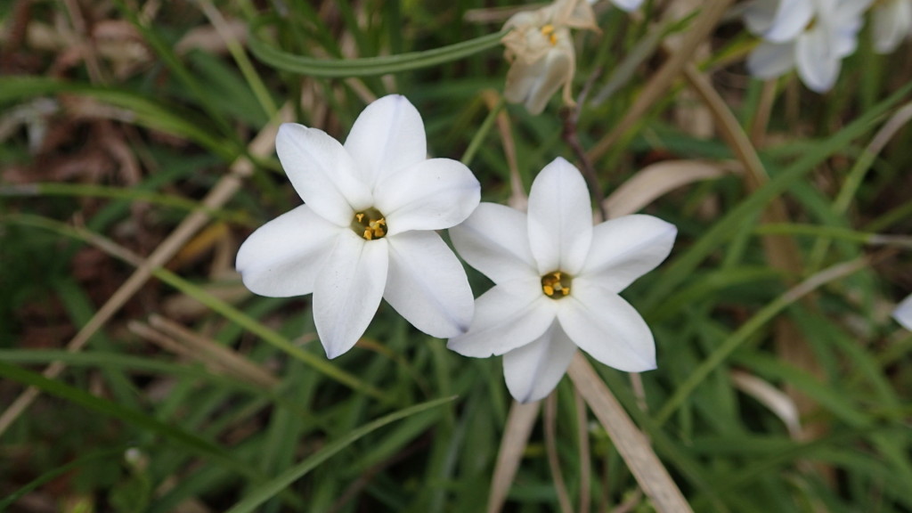 タローの散歩道で、