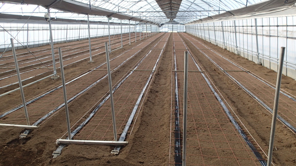 いつでも定植できます。