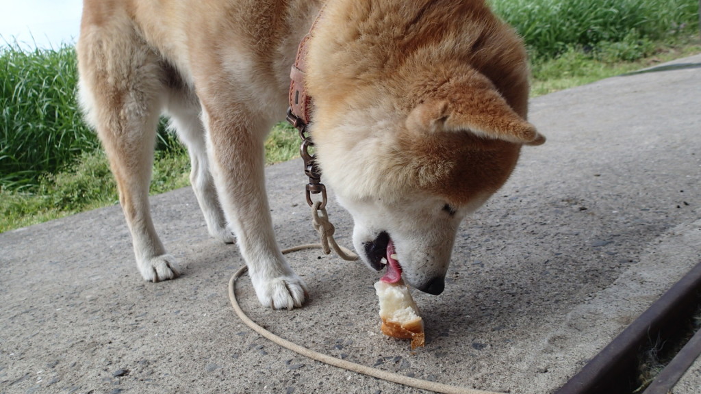 おやつにパンをもらいました。