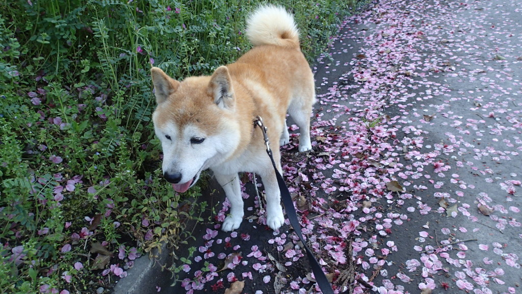 桜も散ったって、おじさん季節の移り変わりを感じていました。