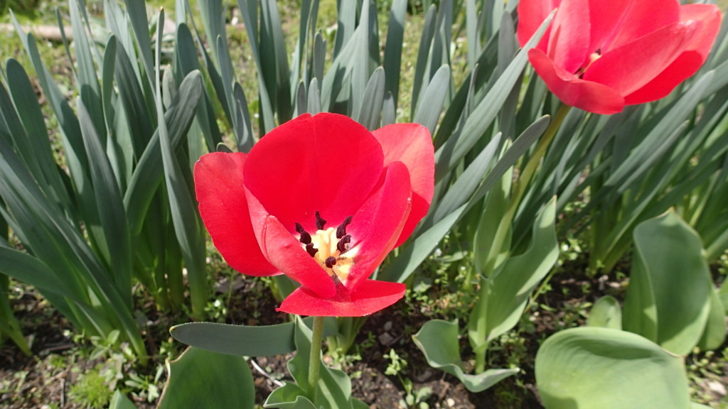 チューリップがきれいでした。