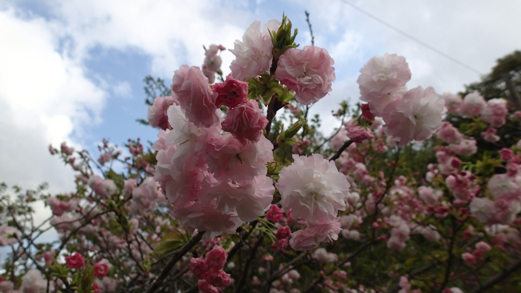 まだ八重桜はきれいです。