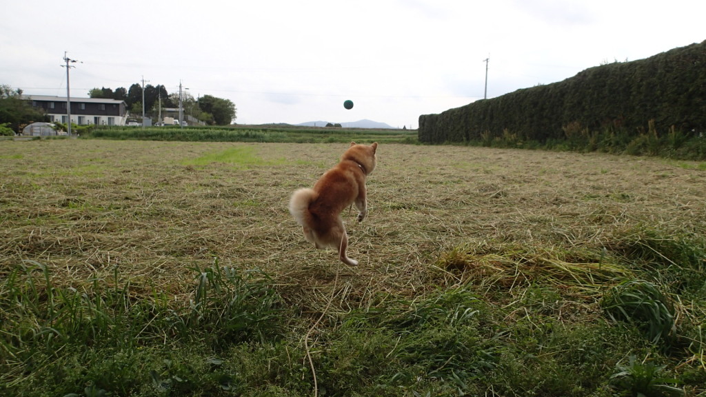 たまには、はずします。