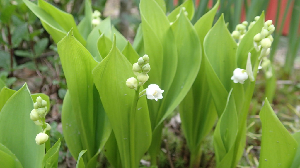 すずらんも咲いてきました。