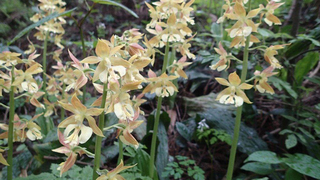 エビネランの咲く時期です。