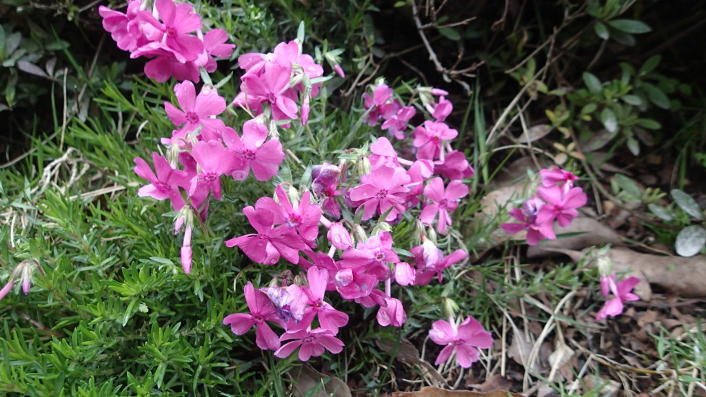 我が家の芝桜は雨に濡れて元気がないです。