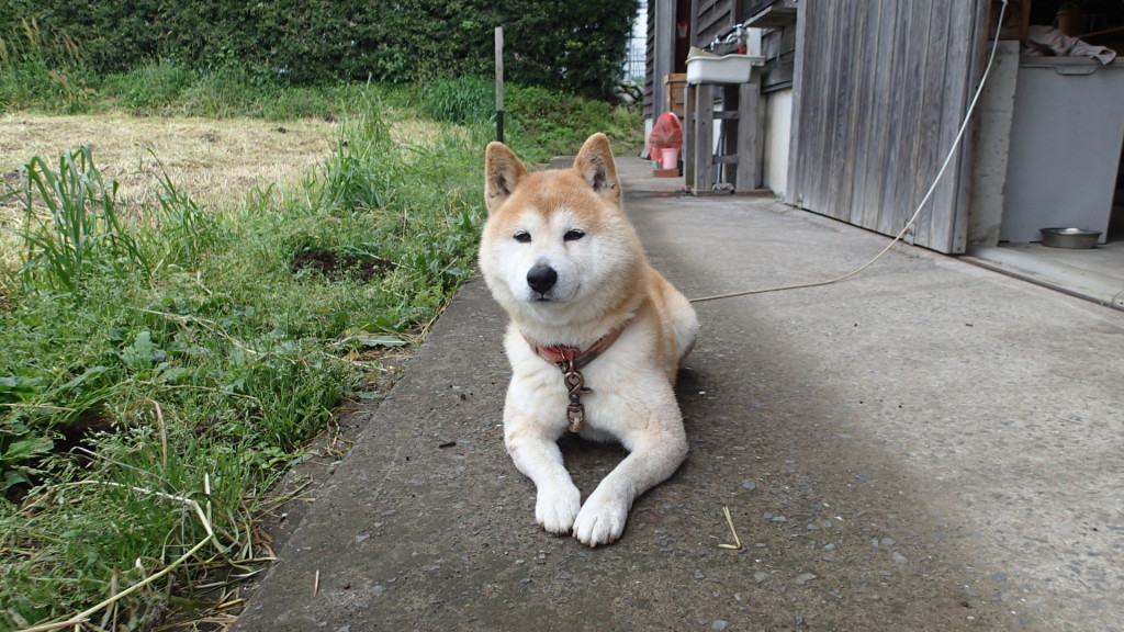 うん？ほら今、おばちゃんが出てきたよ！