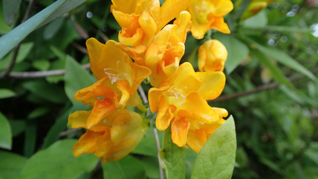 花の色ではオレンジ色が好きです。