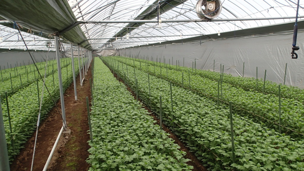 天井をおろしたら真っ暗になります。