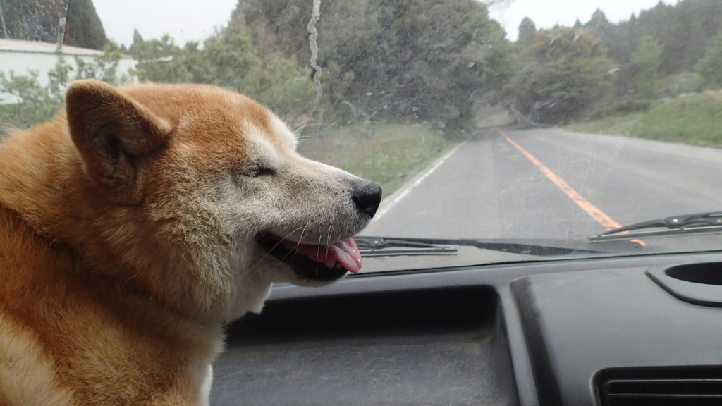 今日は灰がすごかったよ！世の中全部灰だらけ！