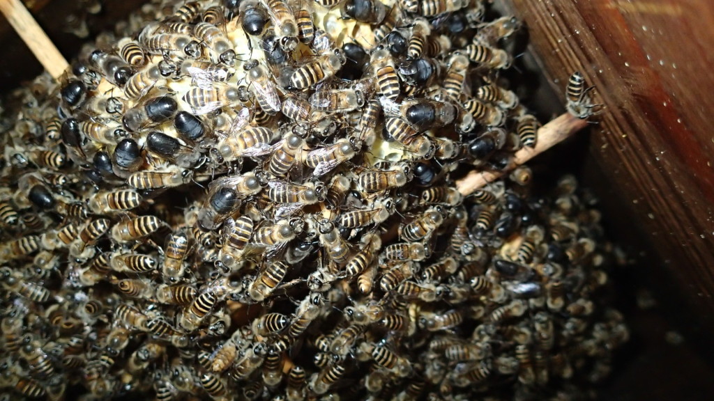 他の巣箱を内検したら、雄蜂いっぱいです。