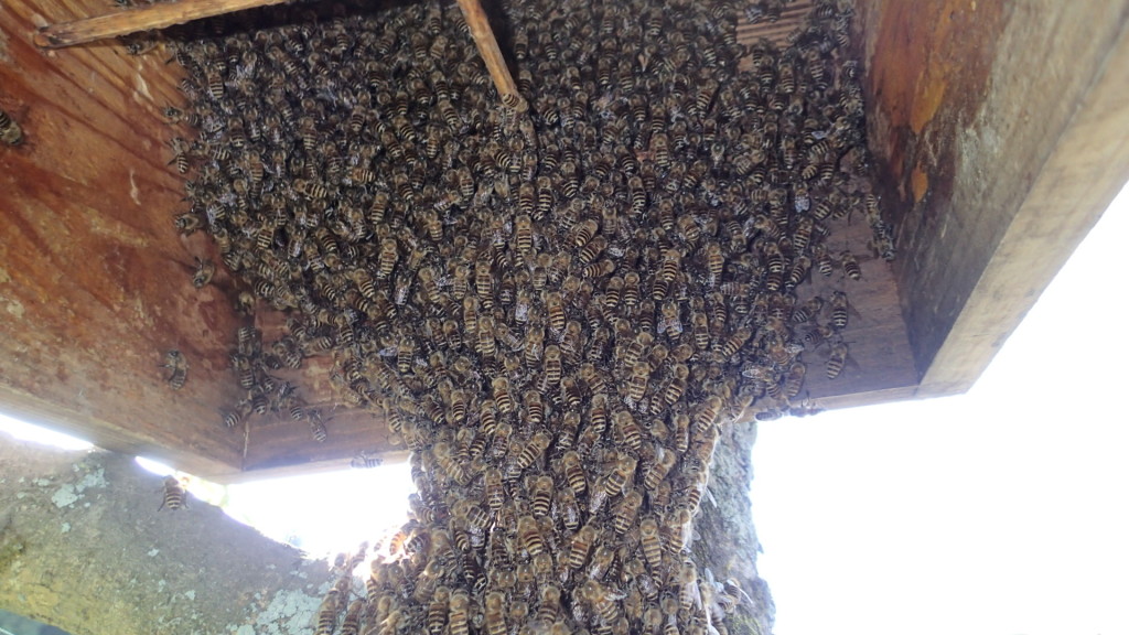 左手で支えて、右手でシャッター、ブロガー根性です。