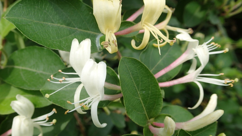 今スイカズラの良い匂いがします。