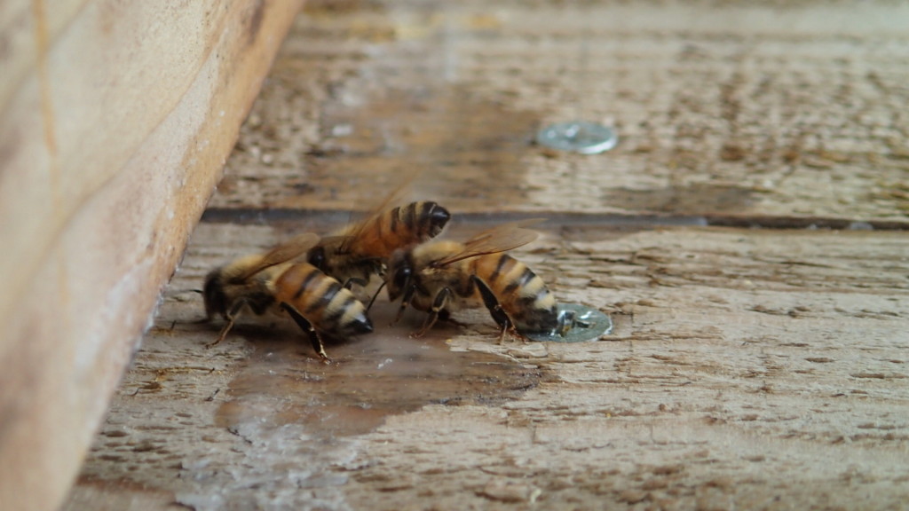洋蜂さんでした。