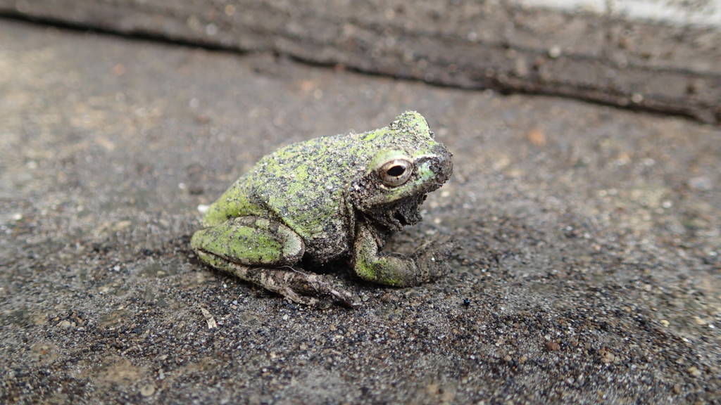 この写真みたら、いかに桜島の灰がすごいかわかるでしょう！