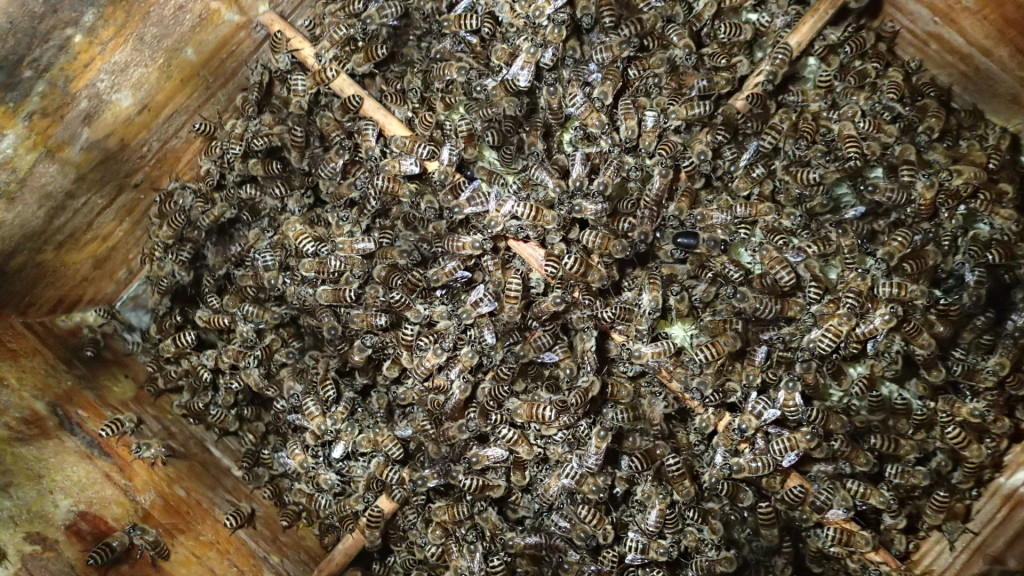 15日に撮影しました。