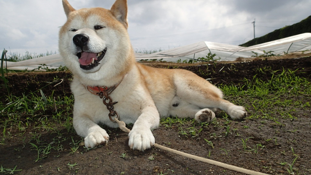 エヘェ、なんともないよ!