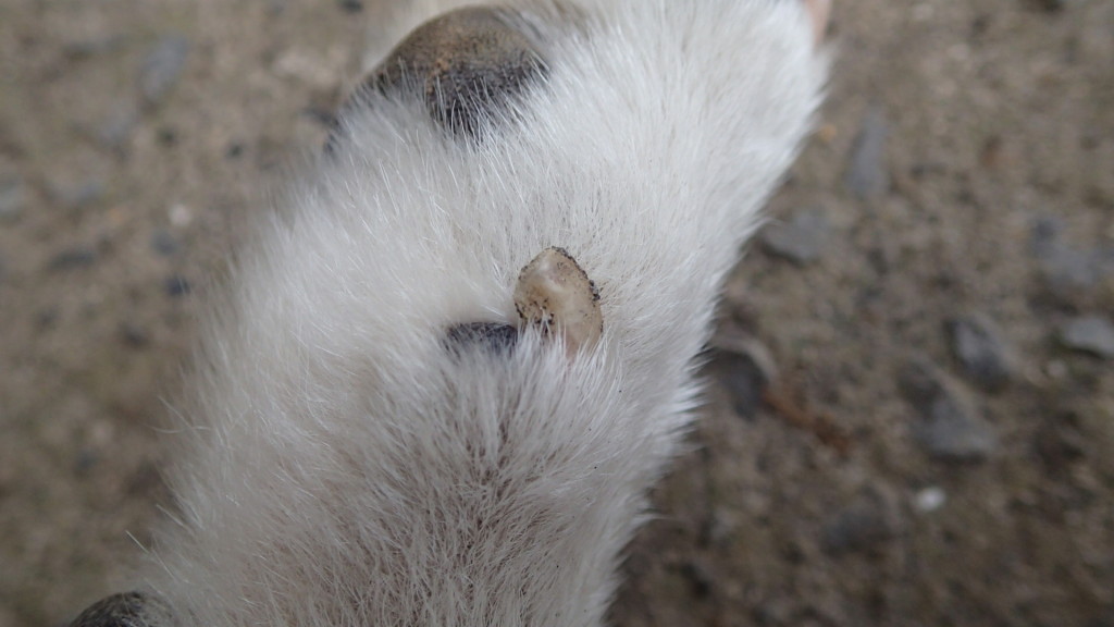 切ってもらいました。