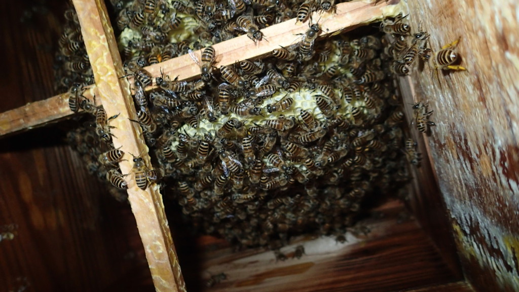 こちらも順調のようです。