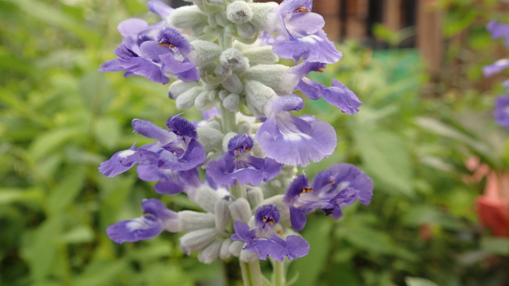 花はブログにぴったりです。