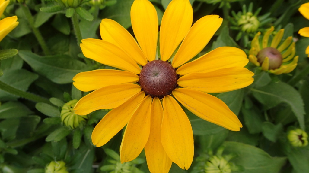 花はあきないです。