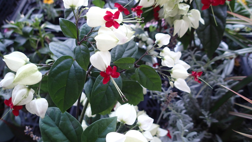 花はいいです。