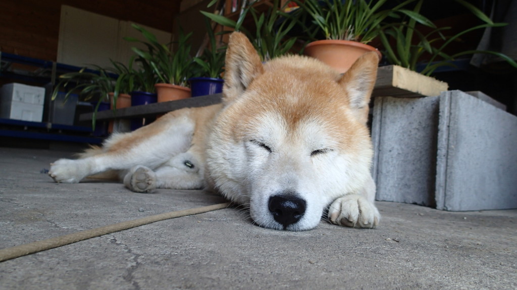 作業場にて寝る