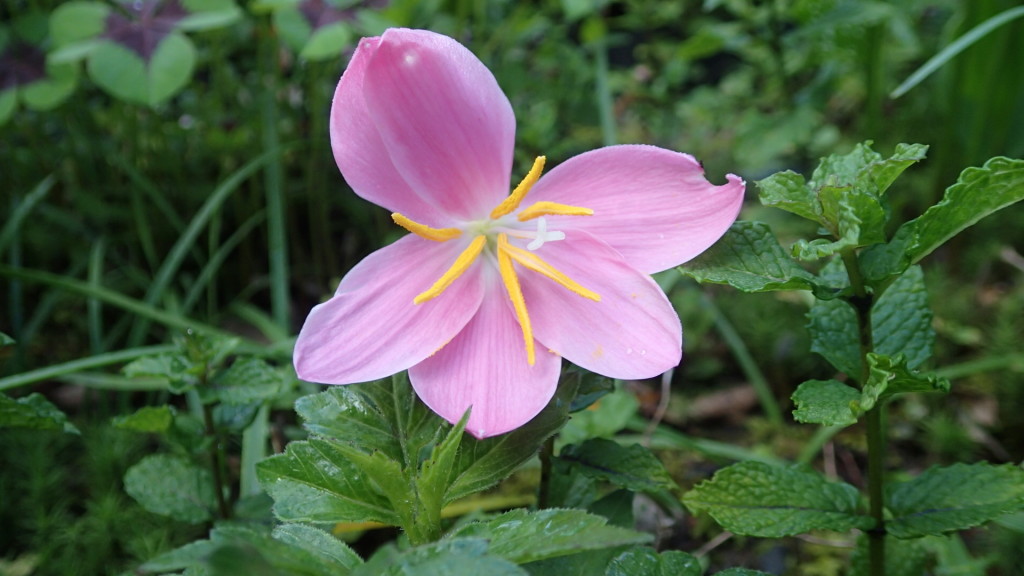 庭に咲いていました。