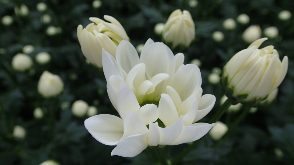 トッピング、白の単弁