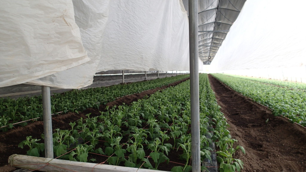 マルチ除去、天気もよく昼には乾きました。