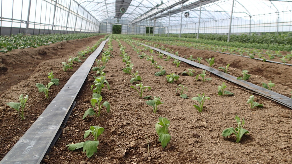 購入苗のシルビアはもう少し伸びてからピンチします。