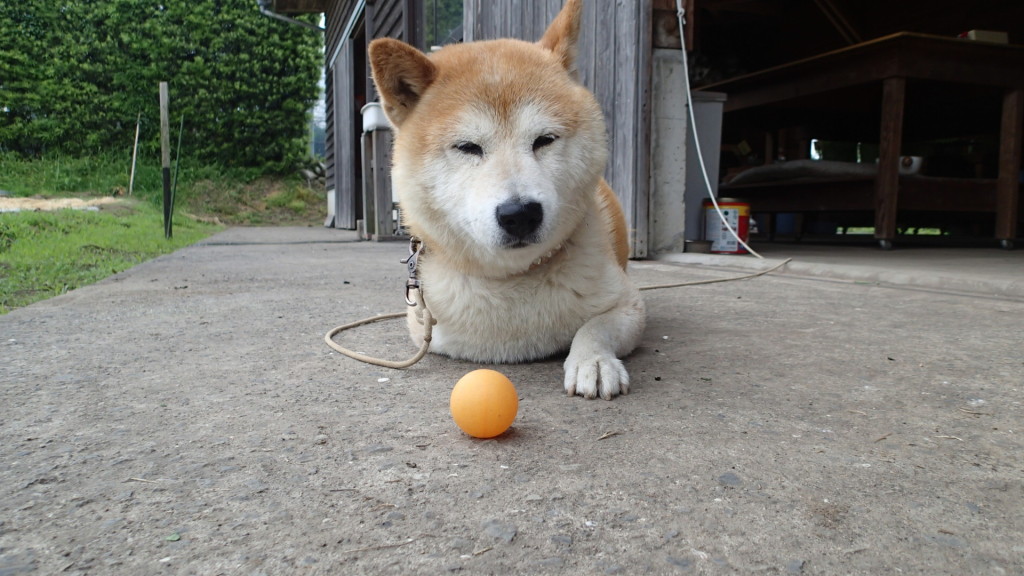 さて、犬の右前足はどこにいったでしょう？