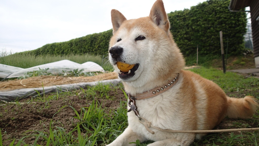 口にすっぽり入るんだよ！