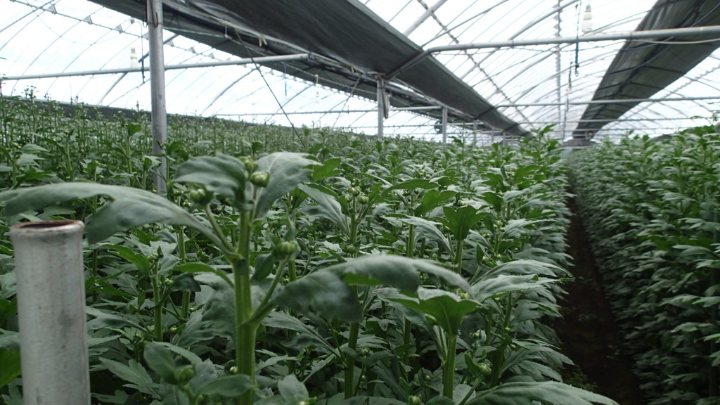 後2週間もすれば次の花が咲きます。