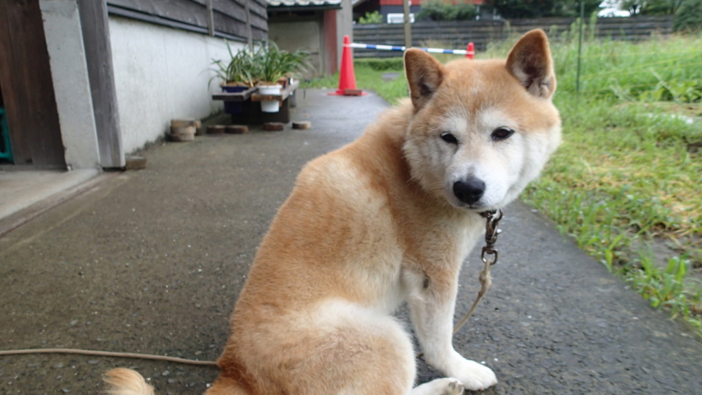 ん！、呼んだ？