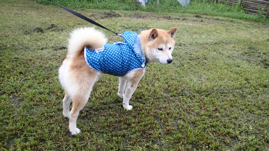 どう見ても、小さいでしょう!