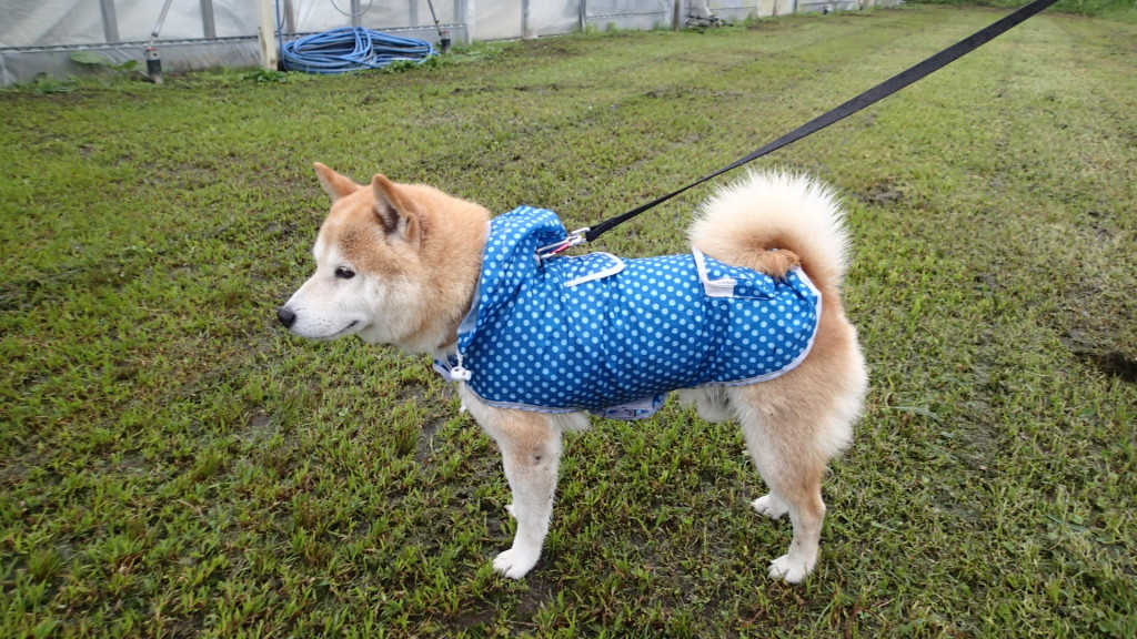 どう?似合ってる?