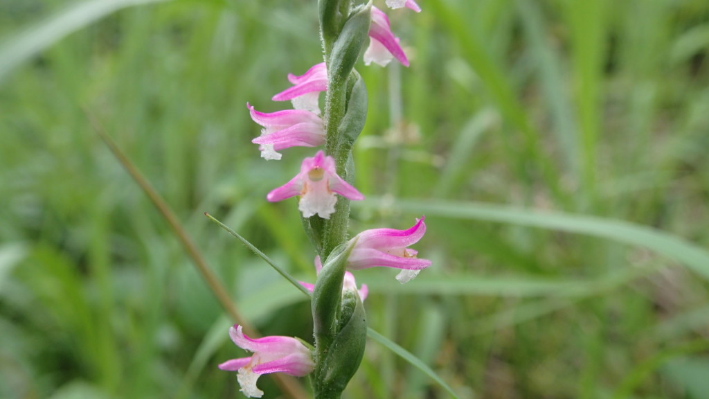 ハウスの横に咲いていました。小さな花!