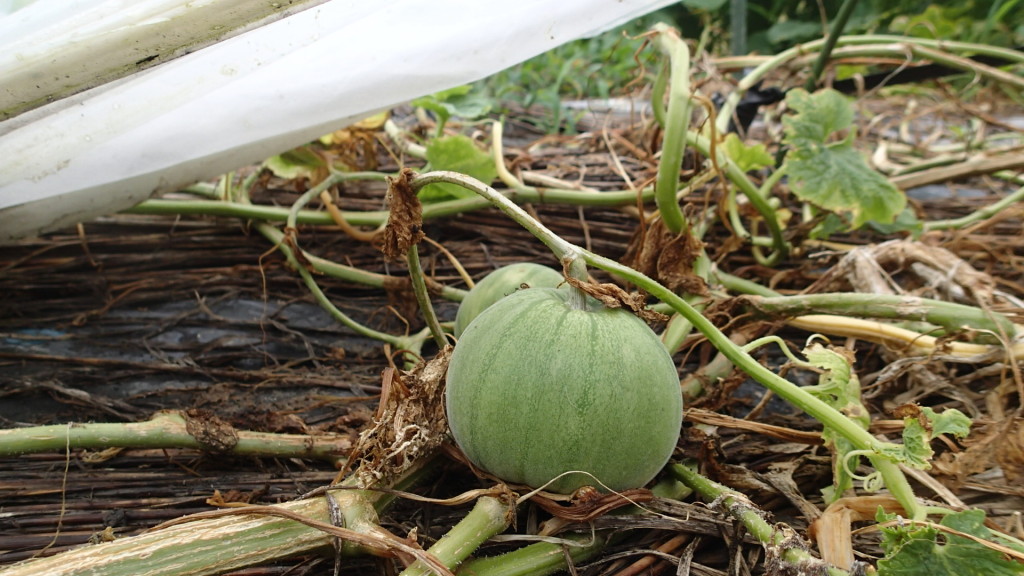 長雨のなか頑張って実をつけたんですね。