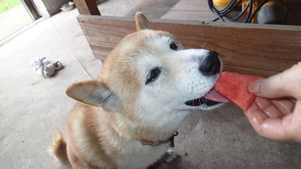 運動の後は西瓜、おばちゃんがくれました。