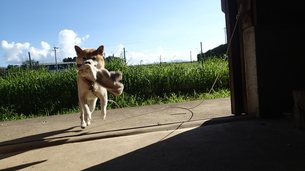 タオル遊びまだ飽きていません。