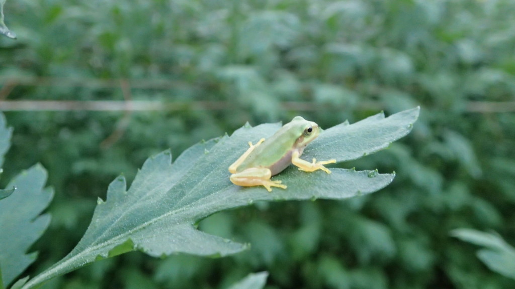 マム(菊)の葉の上に乗っています。