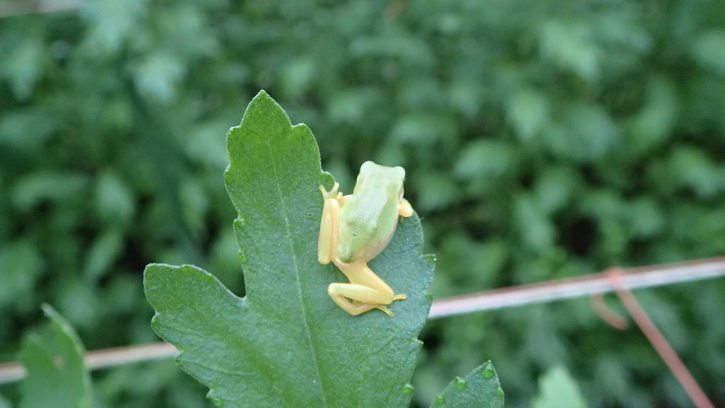 今年はこの小さなカエルがいっぱいます。