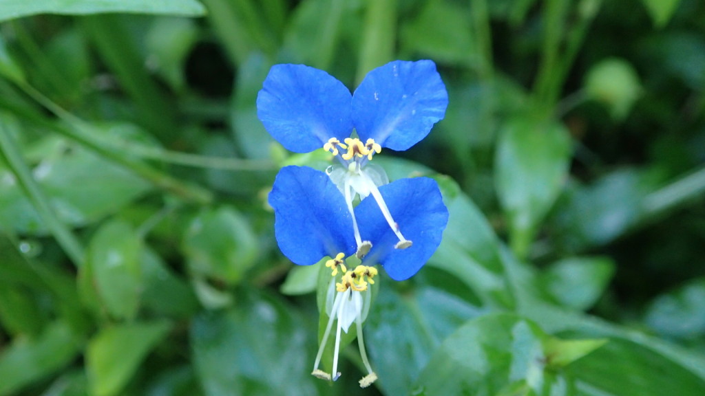 今、つゆ草がいっぱい!