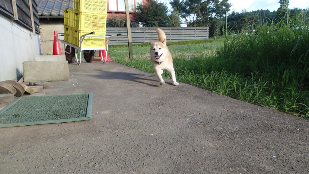 暑さも三日目、ちょっと走りましたよ！