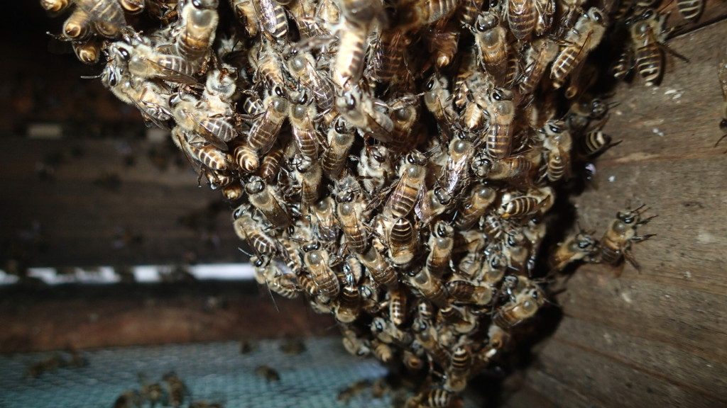 この蜂群は勢いがあります。